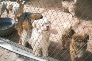 Lewisville Animal Services & Adoption Center — Lewisville