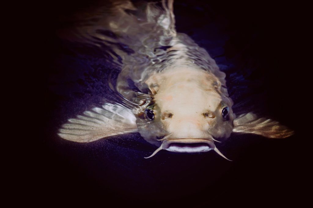 Catfish Charlie's Restaurant & Bar — Davenport