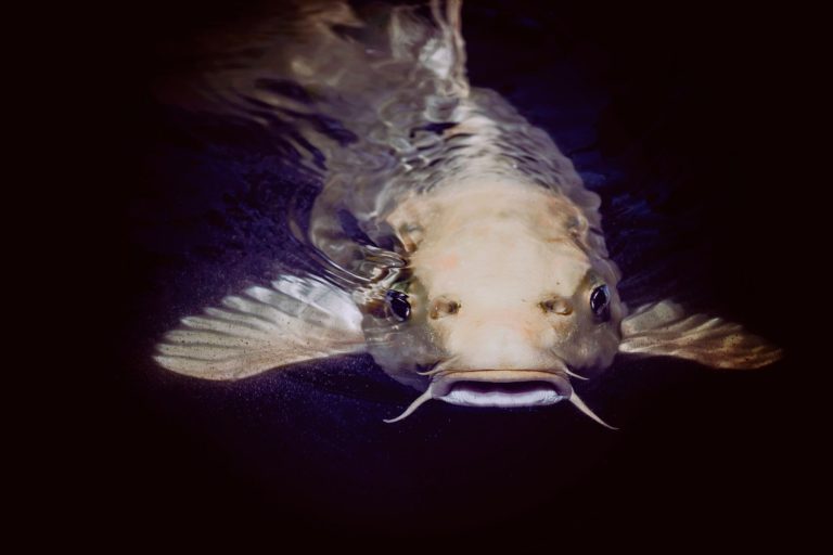 Catfish Charlie's Restaurant & Bar — Davenport