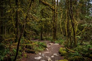 Lacamas Heritage Trail — Vancouver
