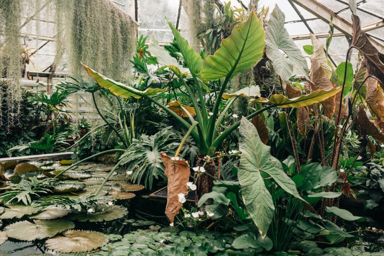GreenHouse Picker's Paradise — Tuscaloosa