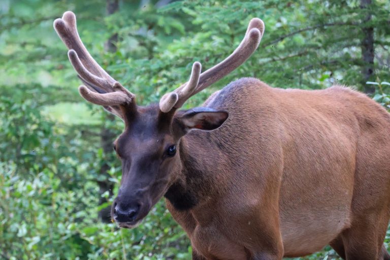 Rocky Mountain Wildlife Collection — Woodland Park — Woodland Park