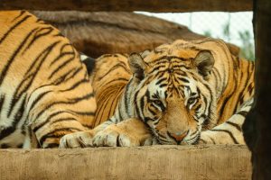 Tiger Safari Zoo & Wildlife Conservation — Broken Arrow