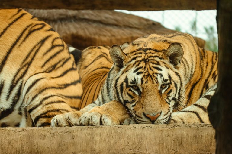 Tiger Safari Zoo & Wildlife Conservation — Broken Arrow