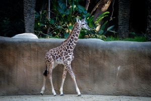 Los Angeles Zoo and Botanical Gardens — East Los Angeles