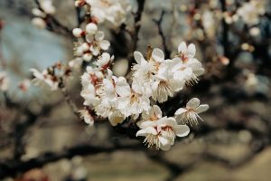 Plum Tree Japanese Restaurant — Greenville