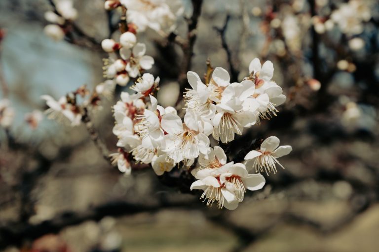 Plum Tree Japanese Restaurant — Greenville