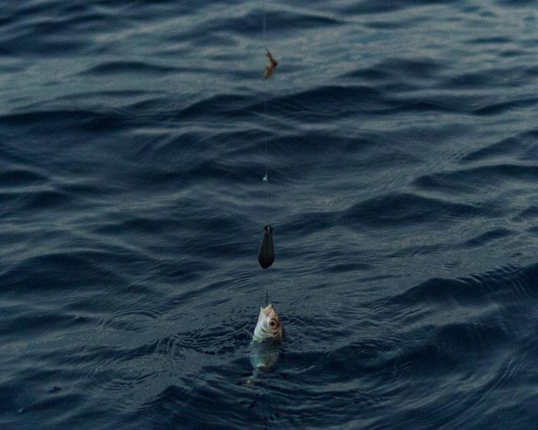Hudgins Bait & Tackle – Deep Creek — Chesapeake