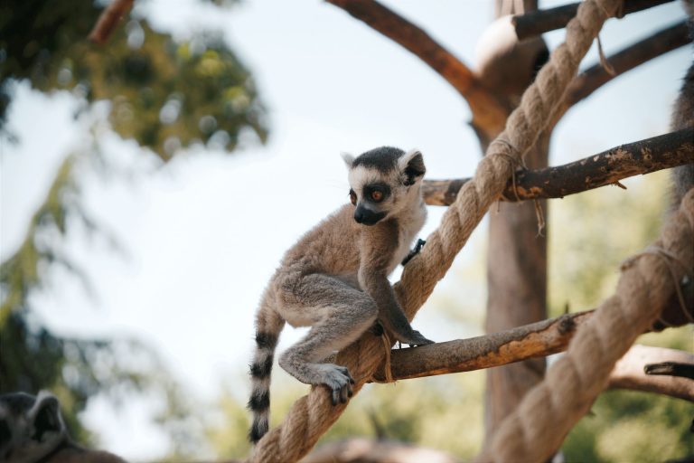 Jonesboro Zoo — Jonesboro