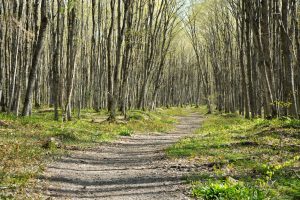 Tuna Valley Trail – Bradford Area Upper Stretch — Bradford