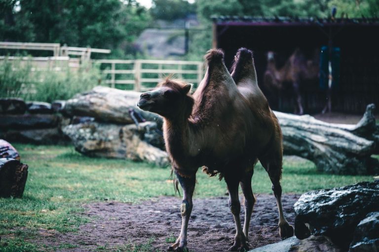 Nampa Zoo at Lakeview Park (Nampa Animal Shelter & Mini Zoo) — Nampa