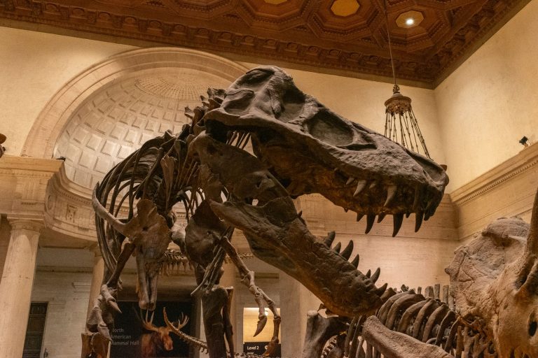 Peabody Museum of Natural History – Yale, Hartford Outreach / Connecticut State Museum of Natural History — Hartford