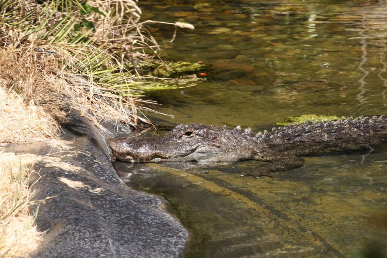 Jacksonville Zoo and Gardens – Hawkshaw Lagoon & Florida Wetlands — Jacksonville