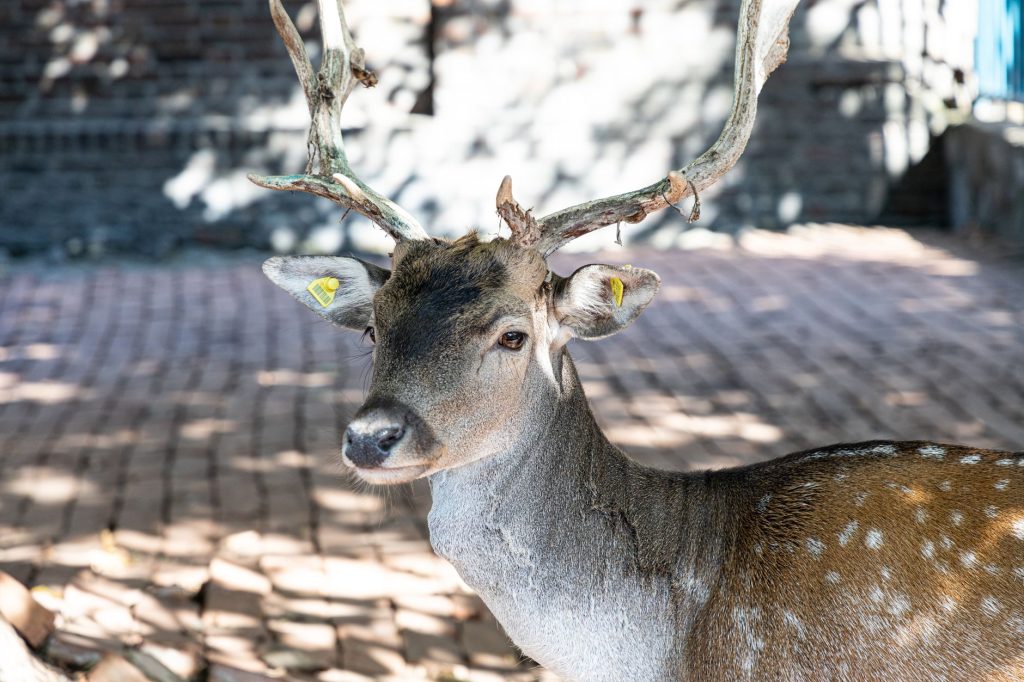 The Stag's Head — Raleigh