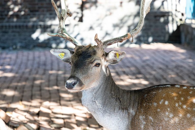 The Stag's Head — Raleigh