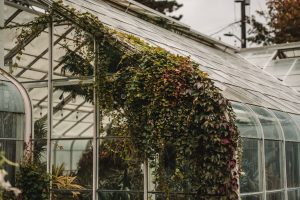 Fernery at Fork & Vine — Tyler