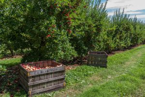 Gilcrease Orchard — Henderson