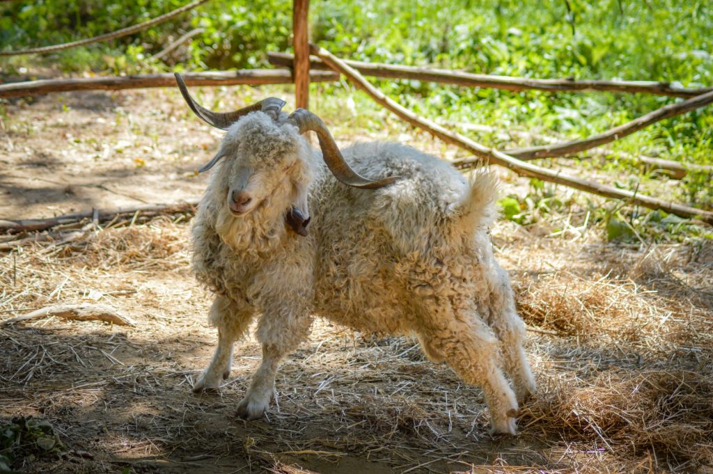 Fainting Goat Wool — Winston Salem