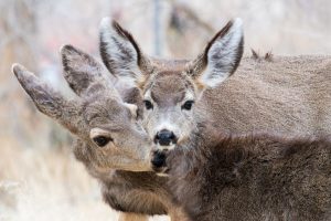 Doe's Eat Place – Springdale — Springdale