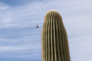 Paton Center for Hummingbirds — Tucson
