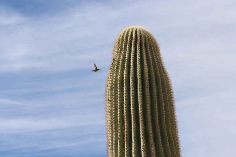 Paton Center for Hummingbirds — Tucson