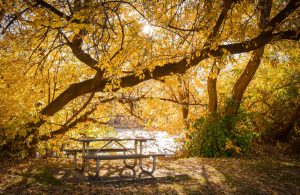 Giving Tree Fermentery — Boise