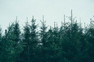 Spruce Forest Artisan Village — Uniontown