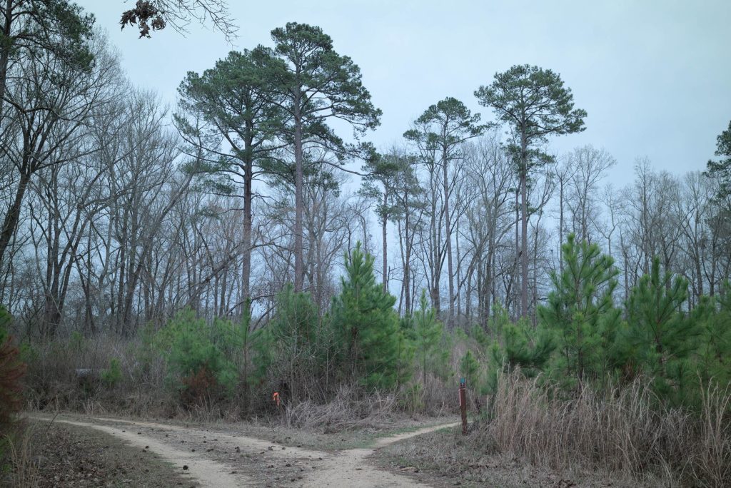 Bowman Branch Trail – DeSoto — Desoto