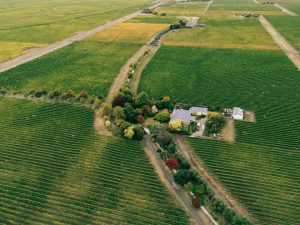 Ankeny Vineyard — Salem