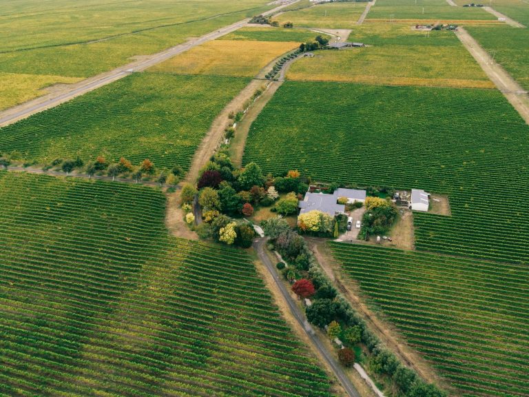 Ankeny Vineyard — Salem