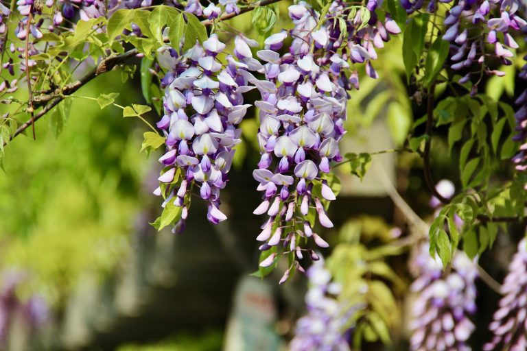 Wisteria Tea Room — Tyler