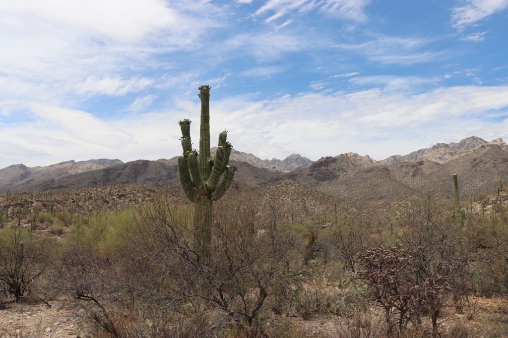 Linda Vista Trail at Tortolita Mountain Park — Tucson