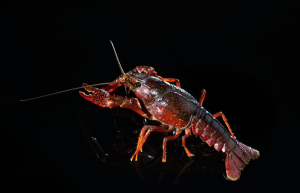 Mudbugs Cajun & Creole Restaurant — Mobile