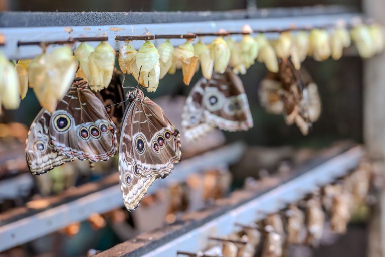 Winston-Salem's Chrysalis at the Nature Research Center (Museum of Natural Sciences Annex) — Winston Salem