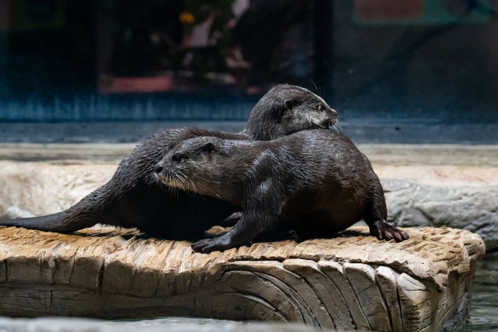 Stamford Museum & Nature Center – Otter Country Exhibit — Stamford