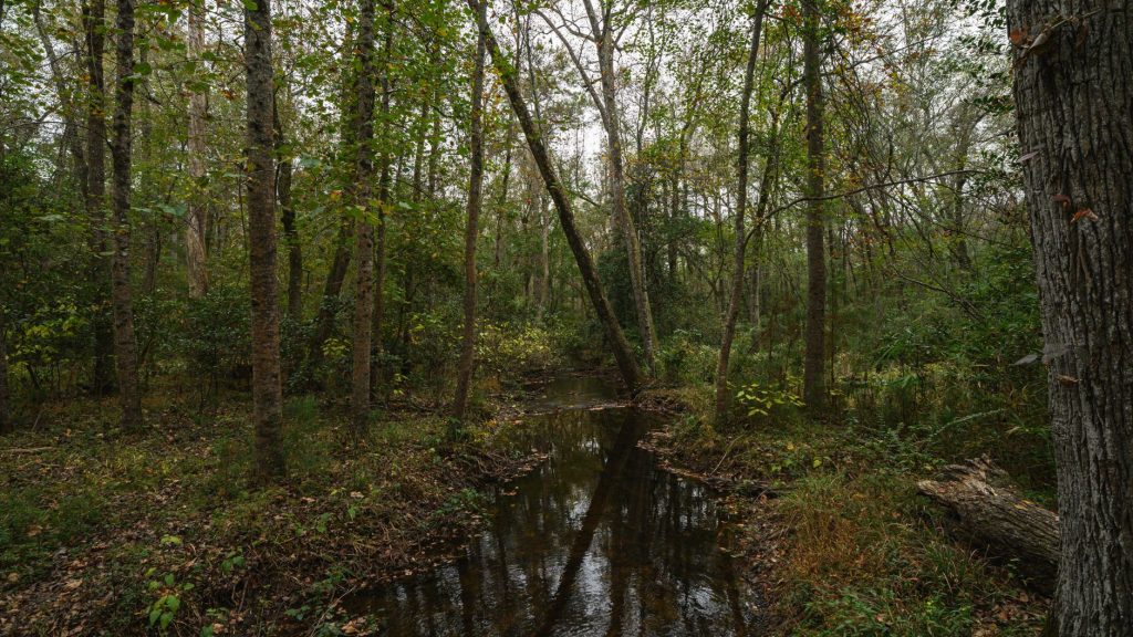 Pattersquash Creek Trail (Wertheim National Wildlife Refuge – Mastic Unit) — Brookhaven