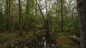 Pattersquash Creek Trail (Wertheim National Wildlife Refuge – Mastic Unit) — Brookhaven