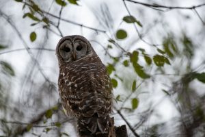 Owl Bar & Café — Albuquerque
