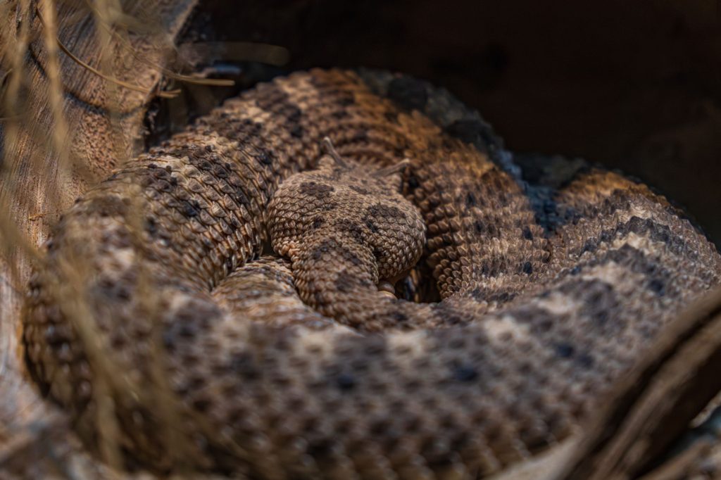 Rattlesnake Bridge (Rattlesnake Underpass / Diamond Street Bridge) — Tucson