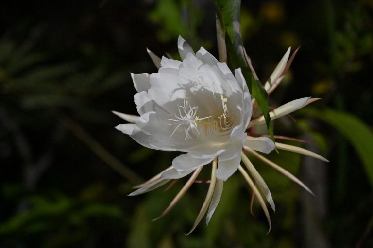 Leu Gardens Night Bloom Festival at Harry P. Leu Gardens — Orlando