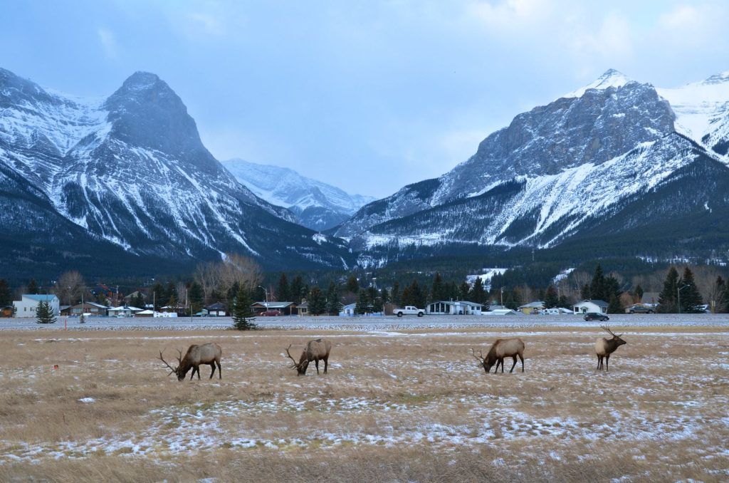 Rocky Mountain Elk Foundation Wildlife Visitor Center — Missoula