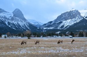 Rocky Mountain Elk Foundation Wildlife Visitor Center — Missoula