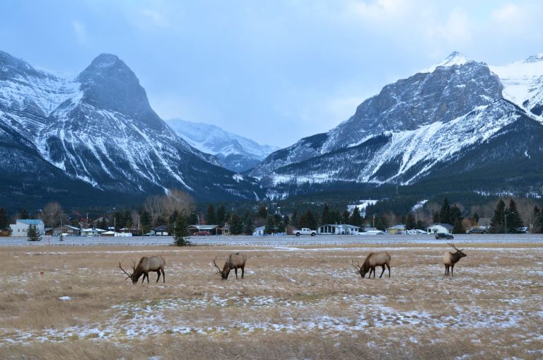 Rocky Mountain Elk Foundation Wildlife Visitor Center — Missoula