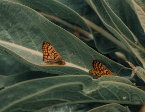 Butterfly Herbs — Missoula