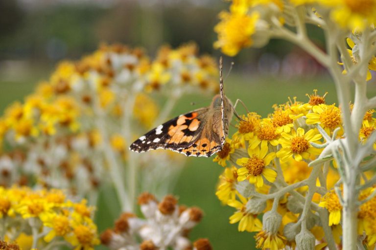 Conejo Valley Botanic Garden – Butterfly Garden & Meadow Walk — Thousand Oaks