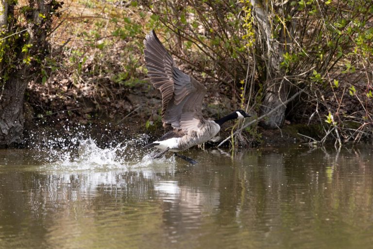 Goose Pond Fish & Wildlife Area — Evansville