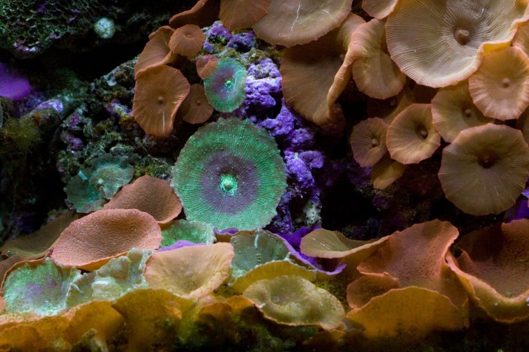 West Jordan's Loveland Living Planet Aquarium — West Jordon