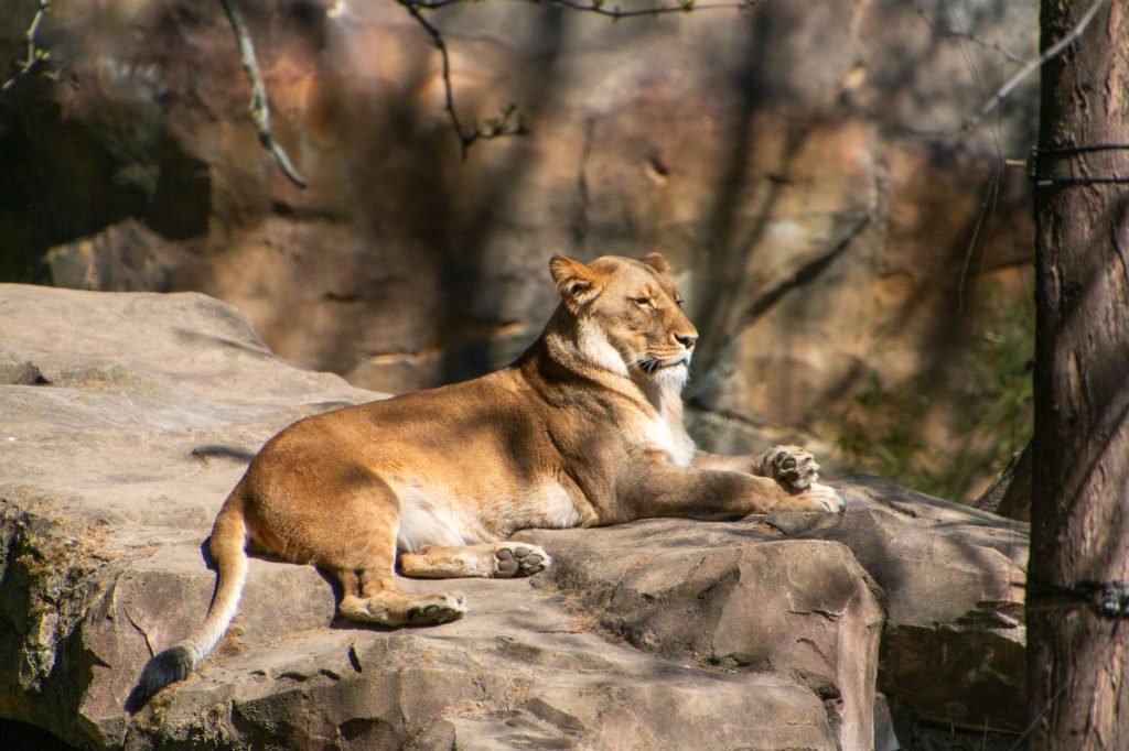Little Rock Zoo — Predator Building — Little Rock