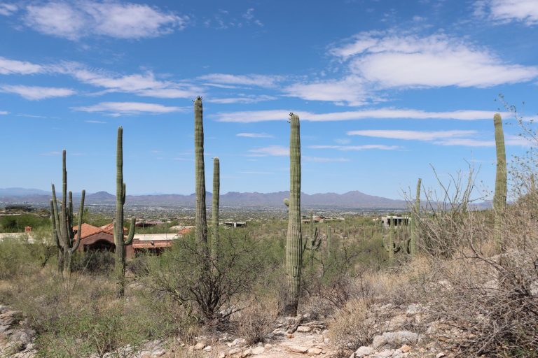Barrio Sahuaro — Tucson