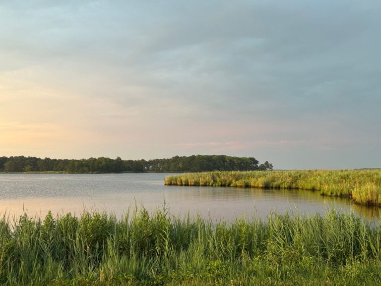 Orvis Chesapeake — Chesapeake